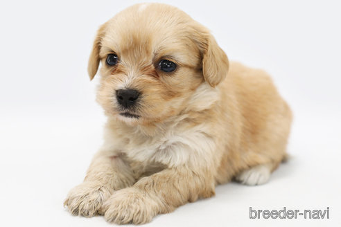 成約済の神奈川県のミックス犬-310939の1枚目